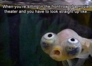 Stupid Bar Memes a2vnwpdss