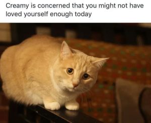 Stupid Bar Memes aMV3b9Wss
