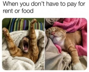 Stupid Bar Memes aVvANqdss