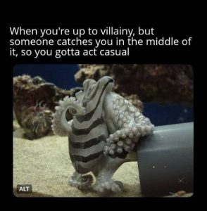 Stupid Bar Memes abA7RzEss