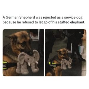 Stupid Bar Memes ajPpdeRss