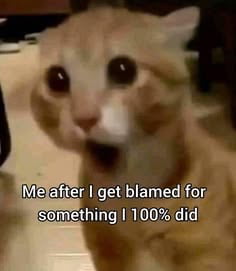 Stupid Bar Memes apRWQoBss