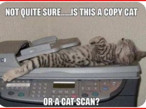 Stupid Bar Memes catscocan