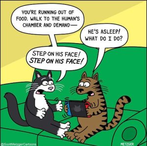 Stupid Bar Memes catsofsf