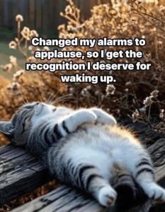 Stupid Bar Memes changeeservescat