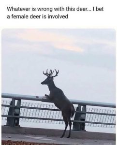 Stupid Bar Memes deerlved