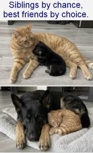 Stupid Bar Memes dogncesbest