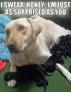 Stupid Bar Memes dogslaised