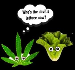 Stupid Bar Memes marijuttuc