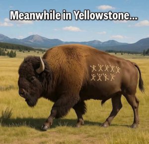 Stupid Bar Memes meanwuffalo