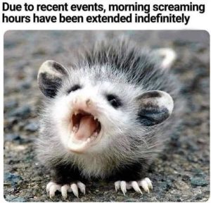Stupid Bar Memes receneaming