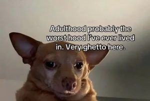 Stupid Bar Memes a0e056c83ca8