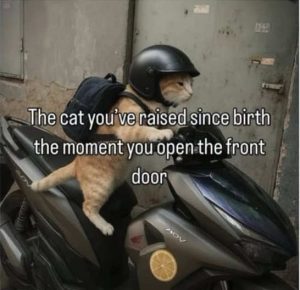 Stupid Bar Memes caontsdoo