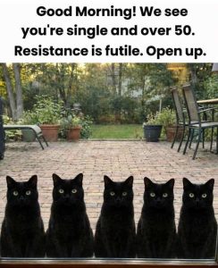 Stupid Bar Memes catancesi