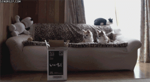 Stupid Bar Memes catsjumpssinsbox