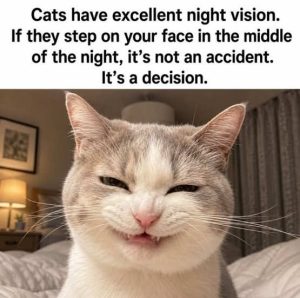 Stupid Bar Memes catsonsstep